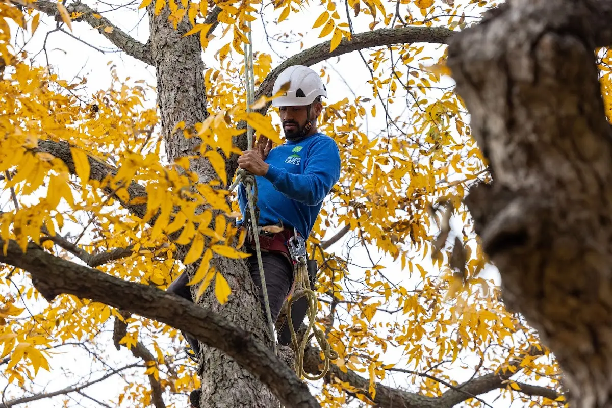 Skilled Tree Transplanting crew working in Blue Mountain