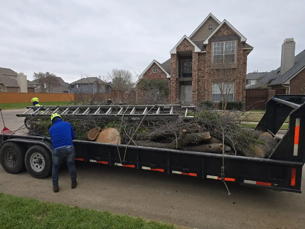 Expert Tree Removal with proper safety equipment in Blue Mountain